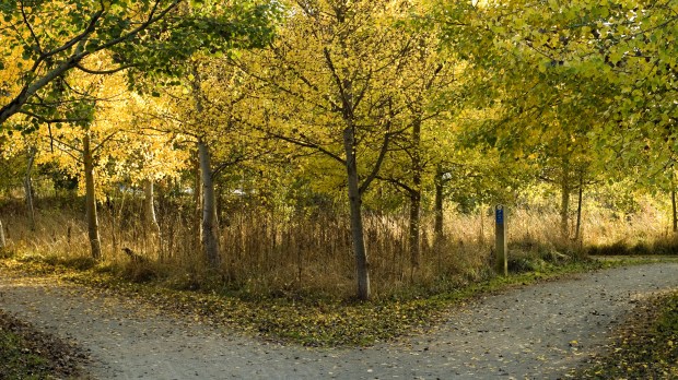 web-path-tree-forest-autumn-c2a9-costall-shutterstock.jpg