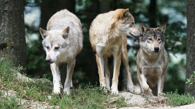 web-wolves-forest-three-animals-pixabay