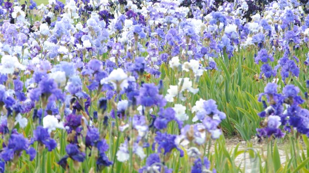 iris au parc floral de la source à Orléans