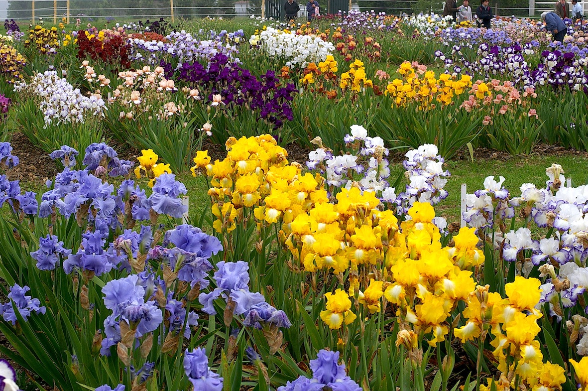 Plus de 400 variétés d'iris