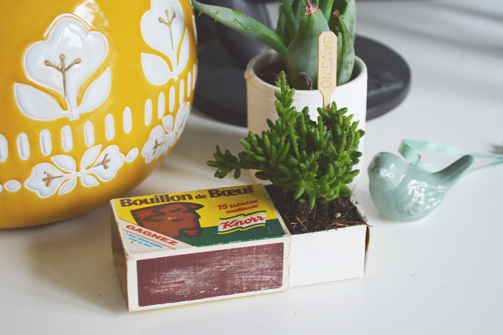Planter une succulente dans une boîte d’allumette