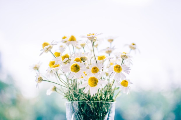 Bouquet de fleurs
