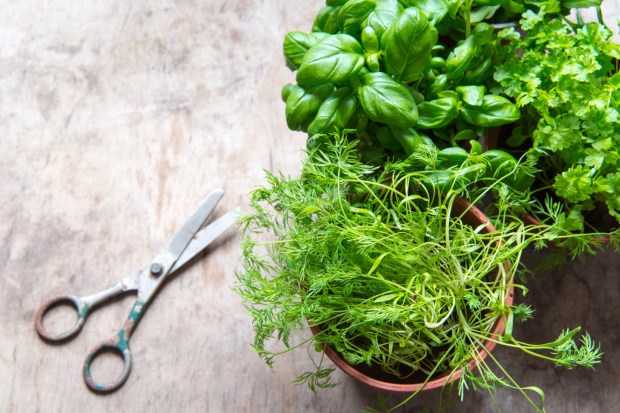 Plantes aromatiques