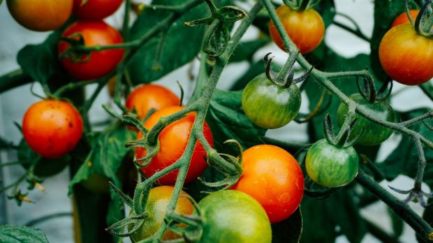 Tomates dans un potager