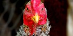 TETE DE POULE