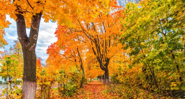 AUTOMNE