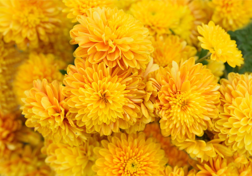 Chrysanthèmes jaunes