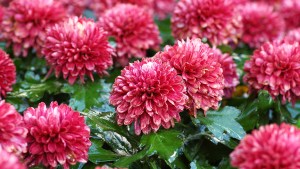 Chrysanthèmes