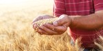 SENIOR FARMER GRAIN