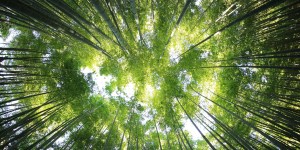 Maîtriser l&rsquo;art de la résilience pour triompher des aléas de la vie
