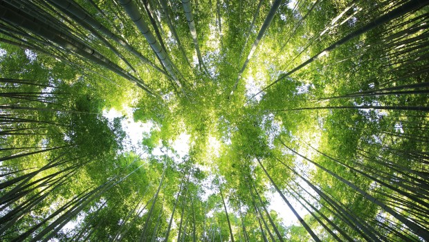 BAMBOO FOREST