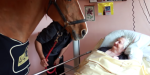HORSE HOSPITAL
