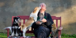 Lola, chien de berger au grand cœur