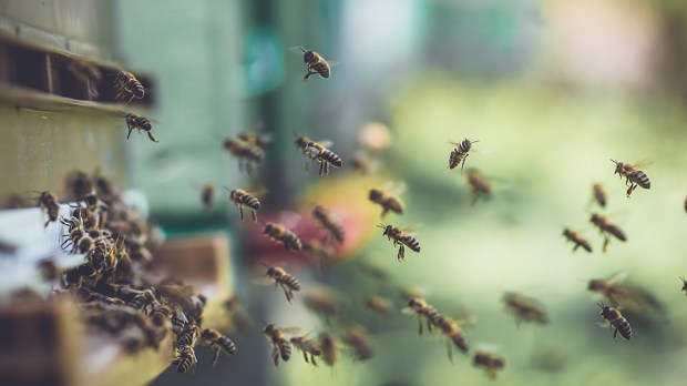 WEB3 &#8211; BEES FLYING BACK IN HIVE AFTER AN INTENSE HARVEST PERIOD &#8211; shutterstock_522642148