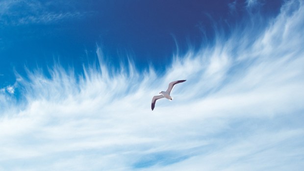 SEAGULL