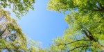 Arbres et ciel bleu