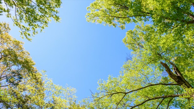 Arbres et ciel bleu
