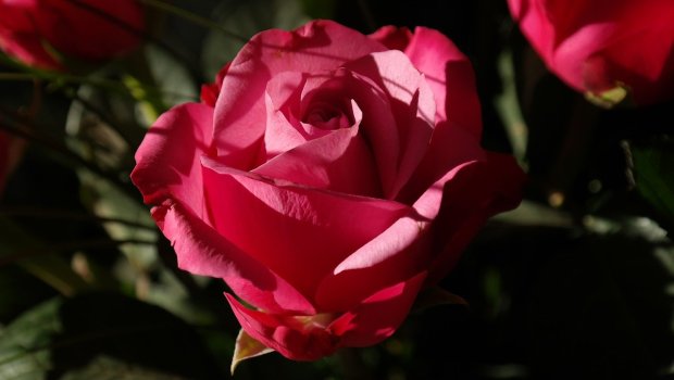 RED ROSE