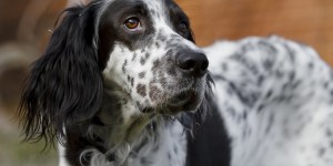 Pourquoi saint Roch est considéré comme le saint patron des chiens ?