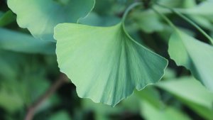 ginkgo