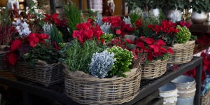 Poinsettia, amaryllis, roses&#8230; décorez votre maison avec des fleurs de Noël !