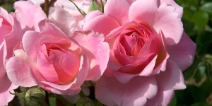 Oubliez les nains, mettez des saints dans votre jardin avec ces variétés&nbsp;de&nbsp;roses très&nbsp;inspirées&nbsp;!