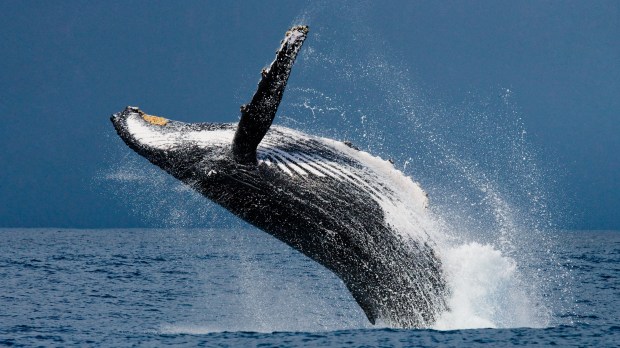 Baleine à bosse