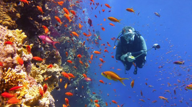 Great_Barrier_Reef_-_shutterstock_593865266.jpg