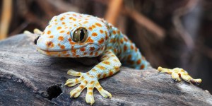Quelle confiance faire aux experts en face de la complexité du monde ?