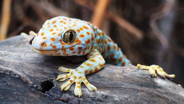gecko