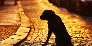 Prière à saint Antoine pour retrouver un animal perdu
