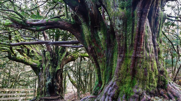 Millennial Common Yews. Taxus baccata