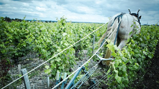 Cheval dans les vignes