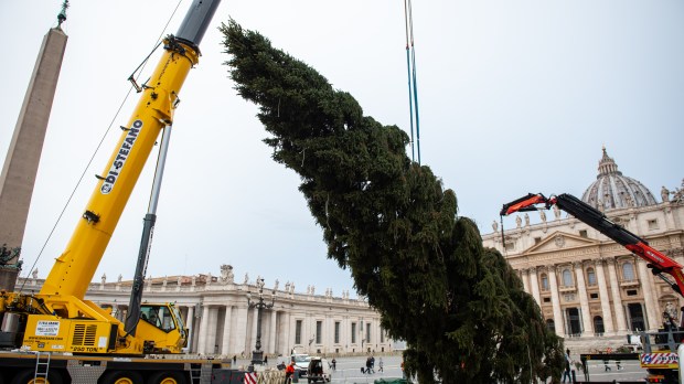 VATICAN-CHRISTMAS-TREE