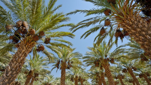 palm tree