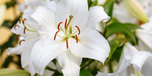 Pourquoi la Vierge Marie est-elle appelée le &#8220;Lys de la Trinité&#8221; ?
