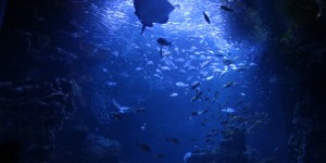 Les grands fonds marins, un cadeau fait à l&rsquo;homme