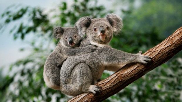KOALA