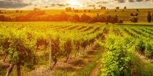 Connaissez-vous l&rsquo;histoire de ces vins rattachés à des saints ?
