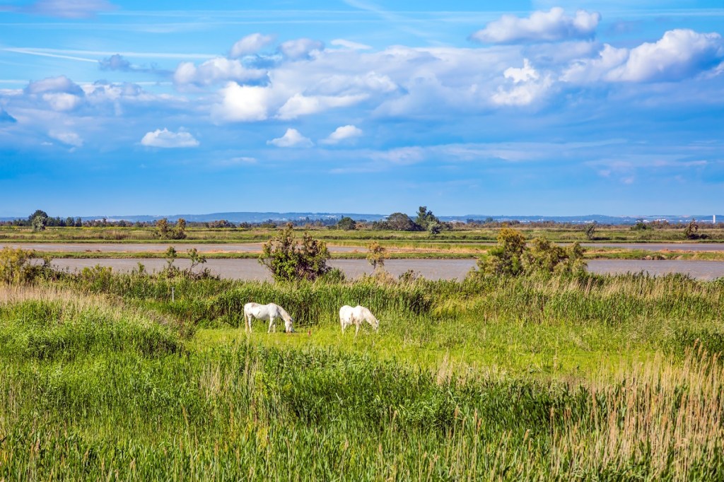 Camargue-shutterstock_1823645897