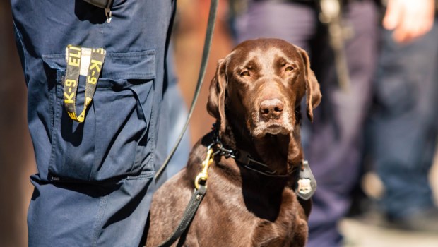 Police dog