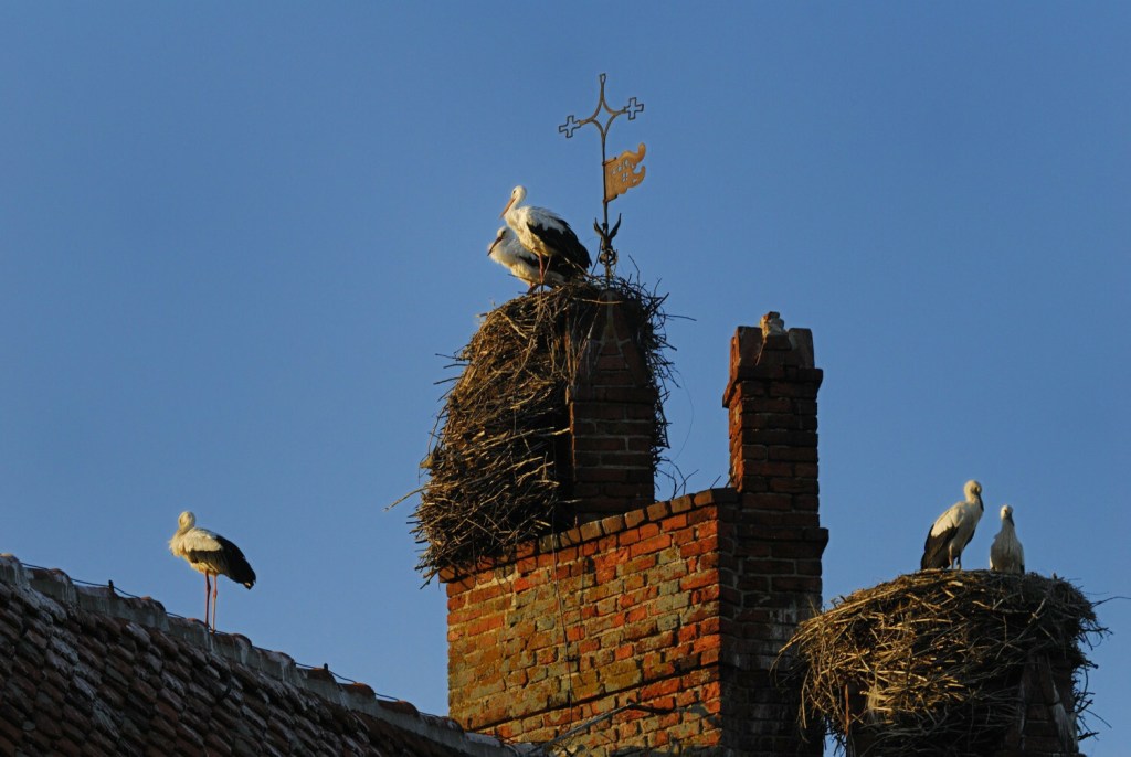 bocianie gniazda na wieży kościoła