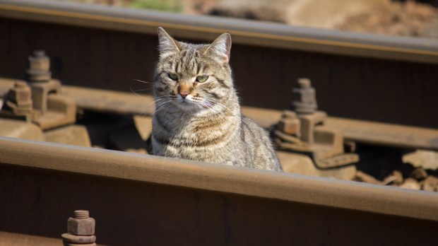 CAT-TRAIN-shutterstock_1964719645.jpg