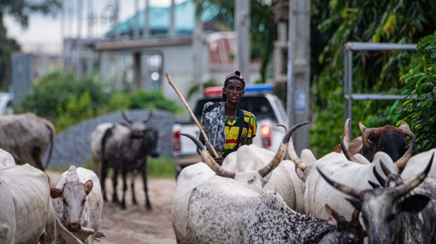 Nigeria Berger Peul Benue