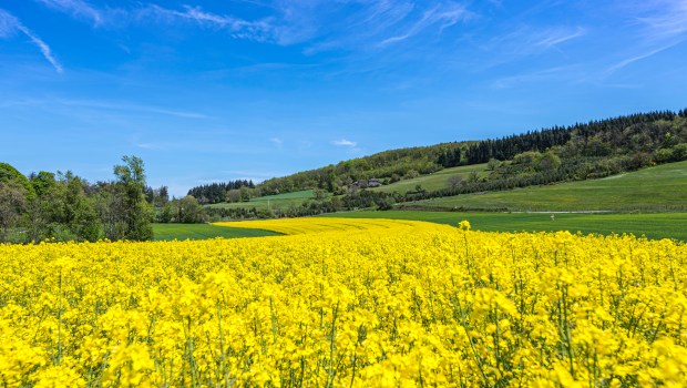 CHAMP-DE-COLZA-PRINTEMPS-shutterstock