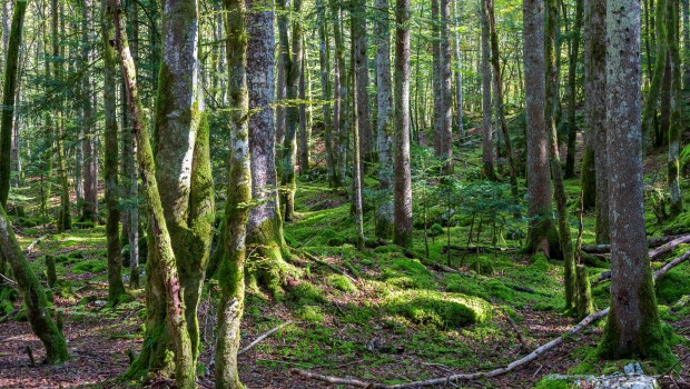 ARBRES-FORET-FRANCE-shutterstock