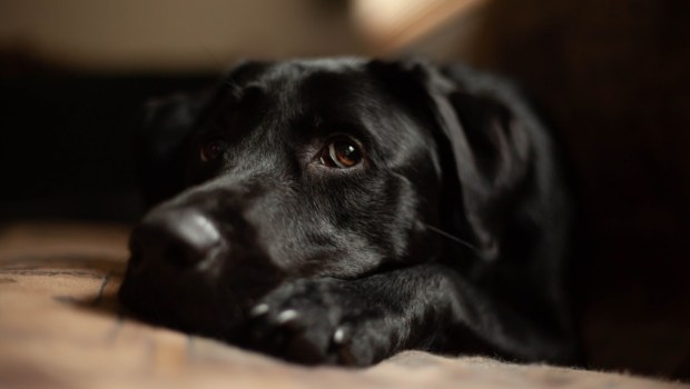 Chien